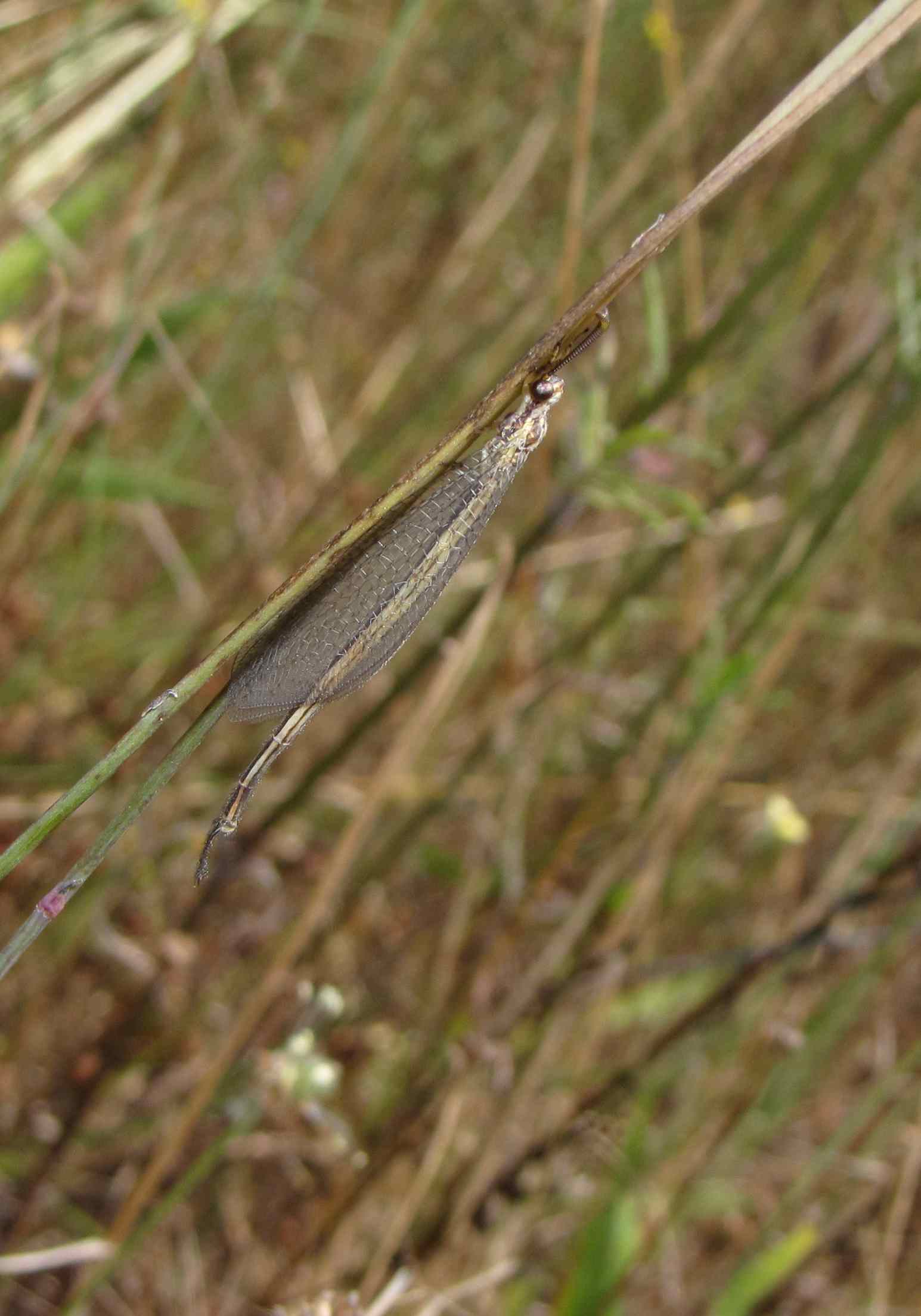 Macronemurus appendiculatus (maschio)